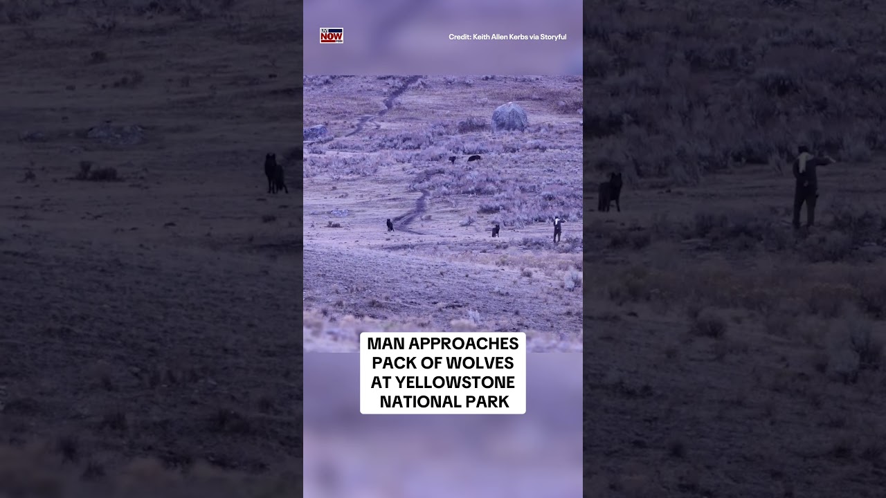 WATCH: Man approaches pack of wolves at Yellowstone National Park