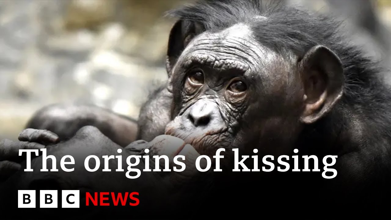 Where did kissing come from? | BBC News
