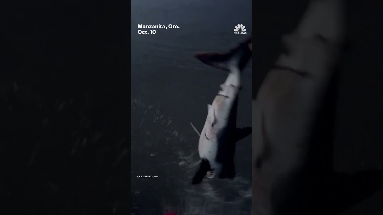 Woman saves shark stranded on an Oregon beach