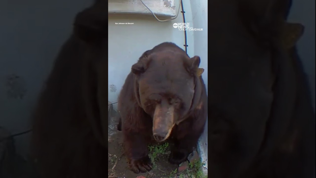 500-pound bear squeezes into California home’s crawl space