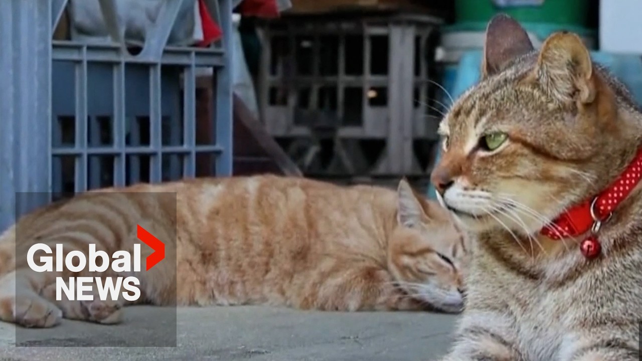 Australia’s feral cat eradication program divides residents on Christmas Island