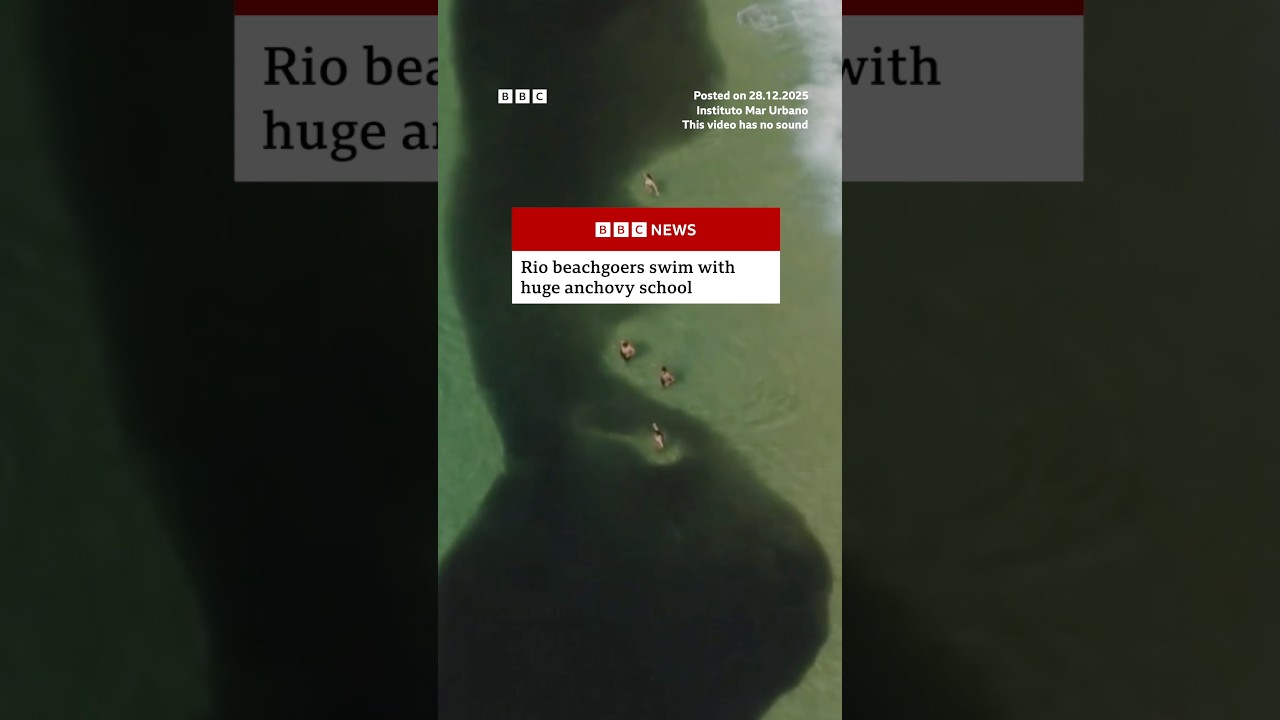 Beachgoers in Rio de Janeiro swim with huge anchovy school. #Rio #Brazil #BBCNews