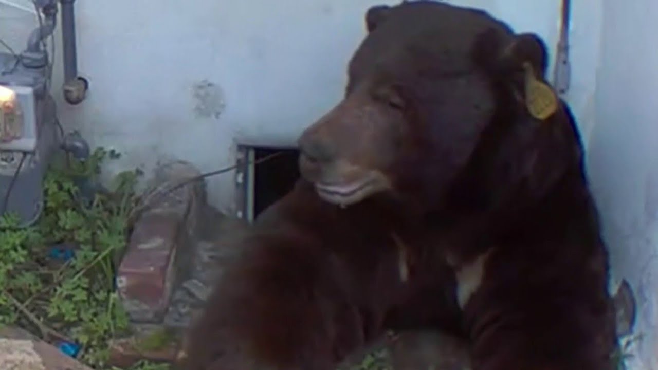 California man lives with bear that refuses to leave his crawl space