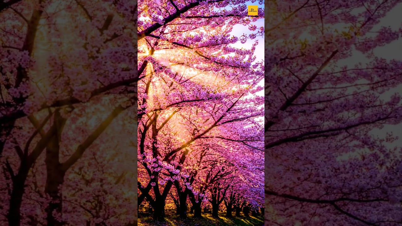 Cherry Blossoms Japan | #shorts