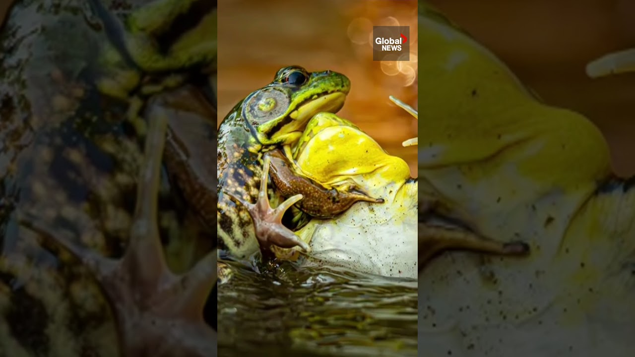 Grin and bear it: Nikon’s Comedy Wildlife Photo Award winners revealed