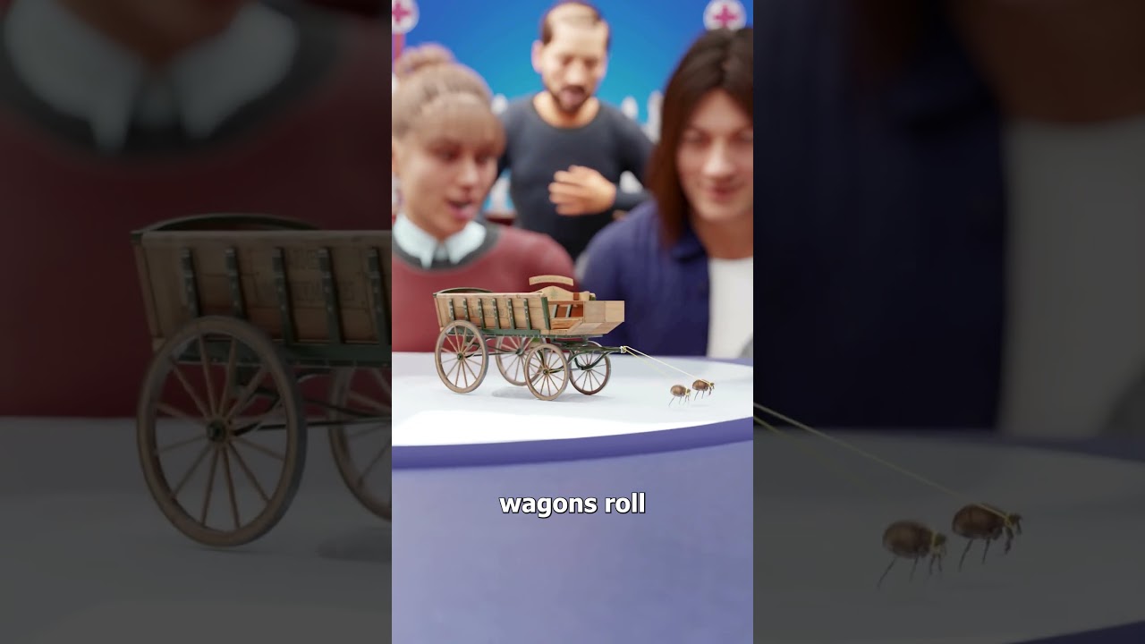 How A Flea Circus Worked 😮