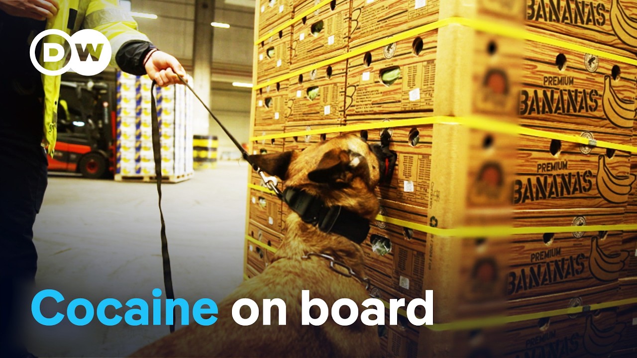 In the hands of the cocaine mafia – How European ports are being infiltrated | DW Documentary