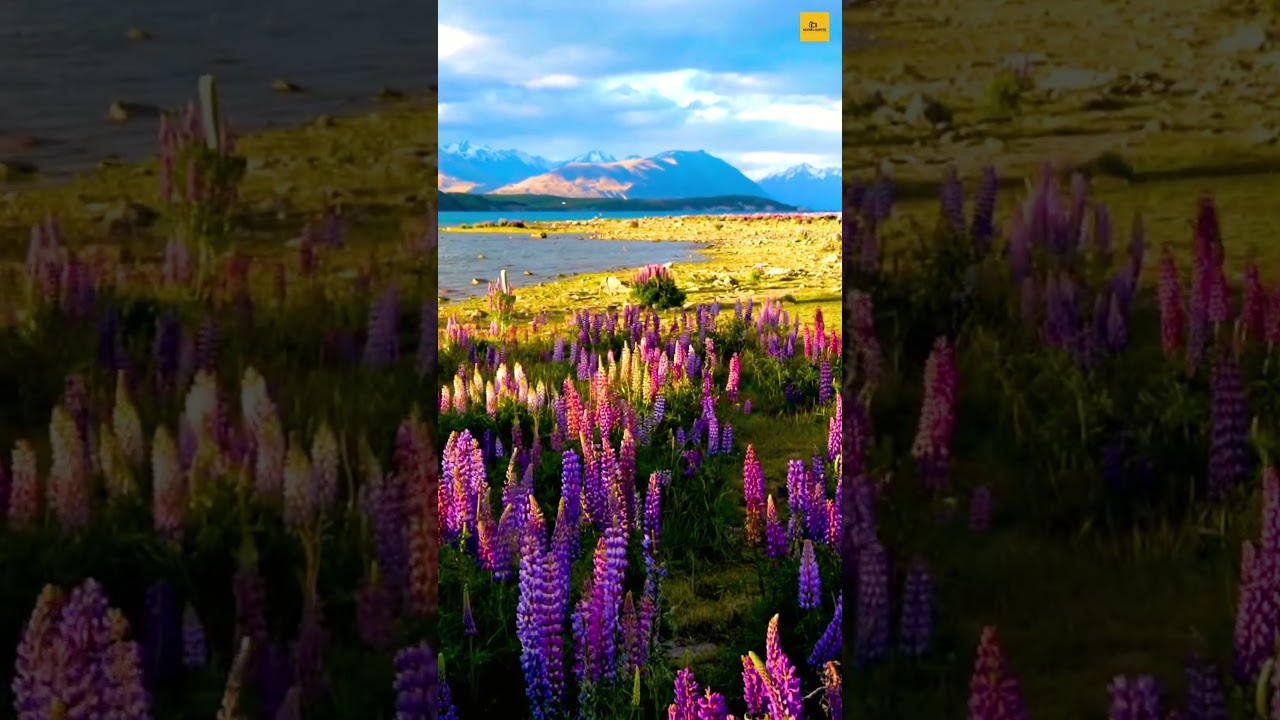 Lake Tekapo | #shorts