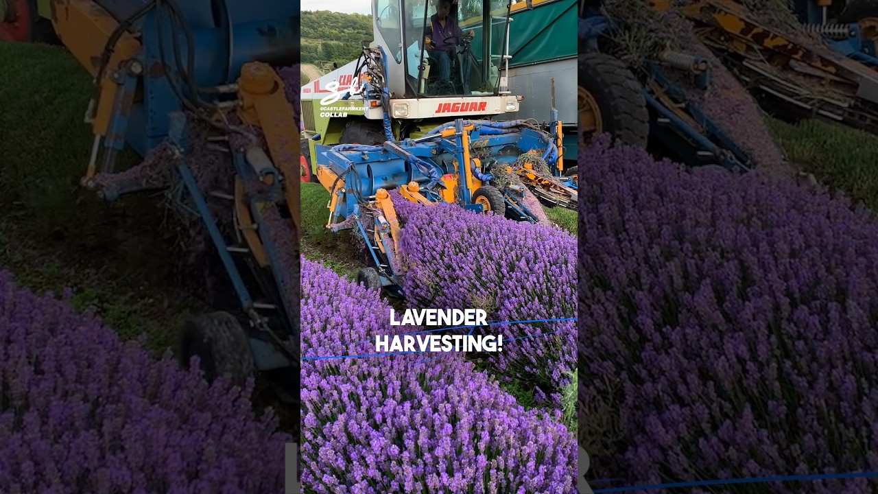 Machine Turns Blooms Into Essential Oils! 🌸 #farming #machine #flowers