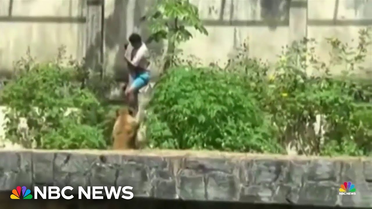 Man dead after lion mauling at Brazil zoo
