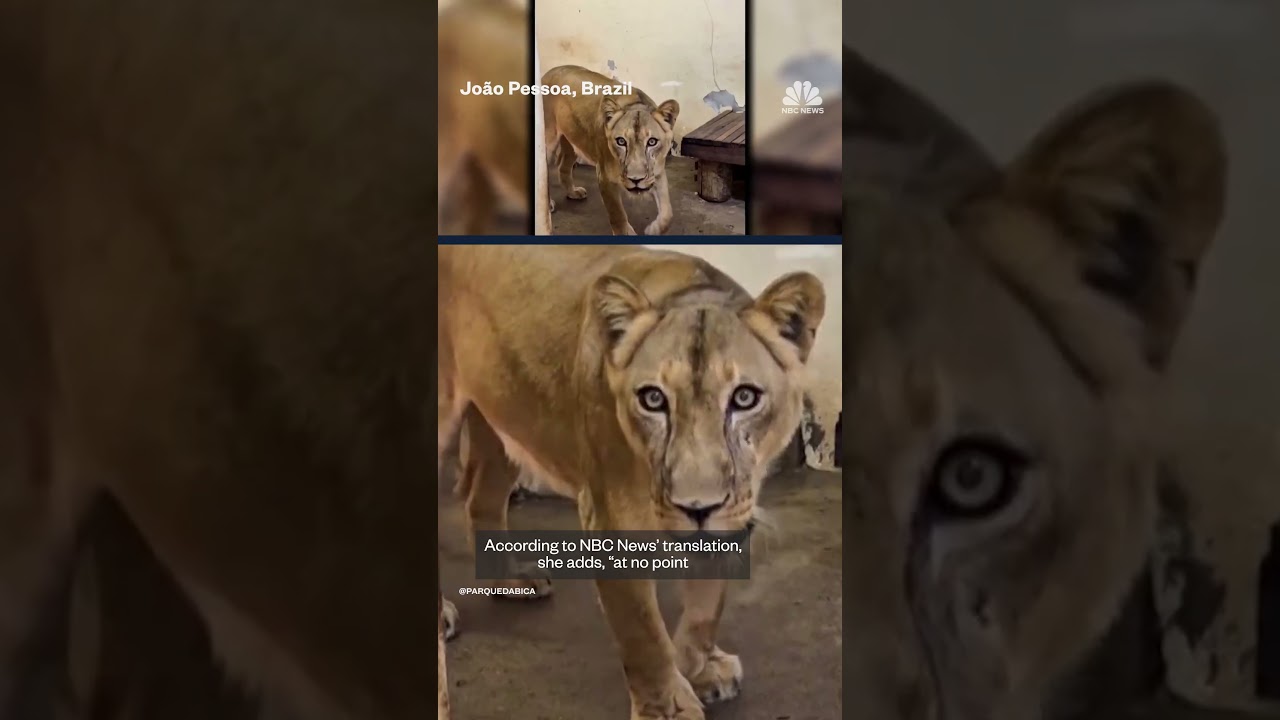 Man fatally mauled after entering lioness’ enclosure