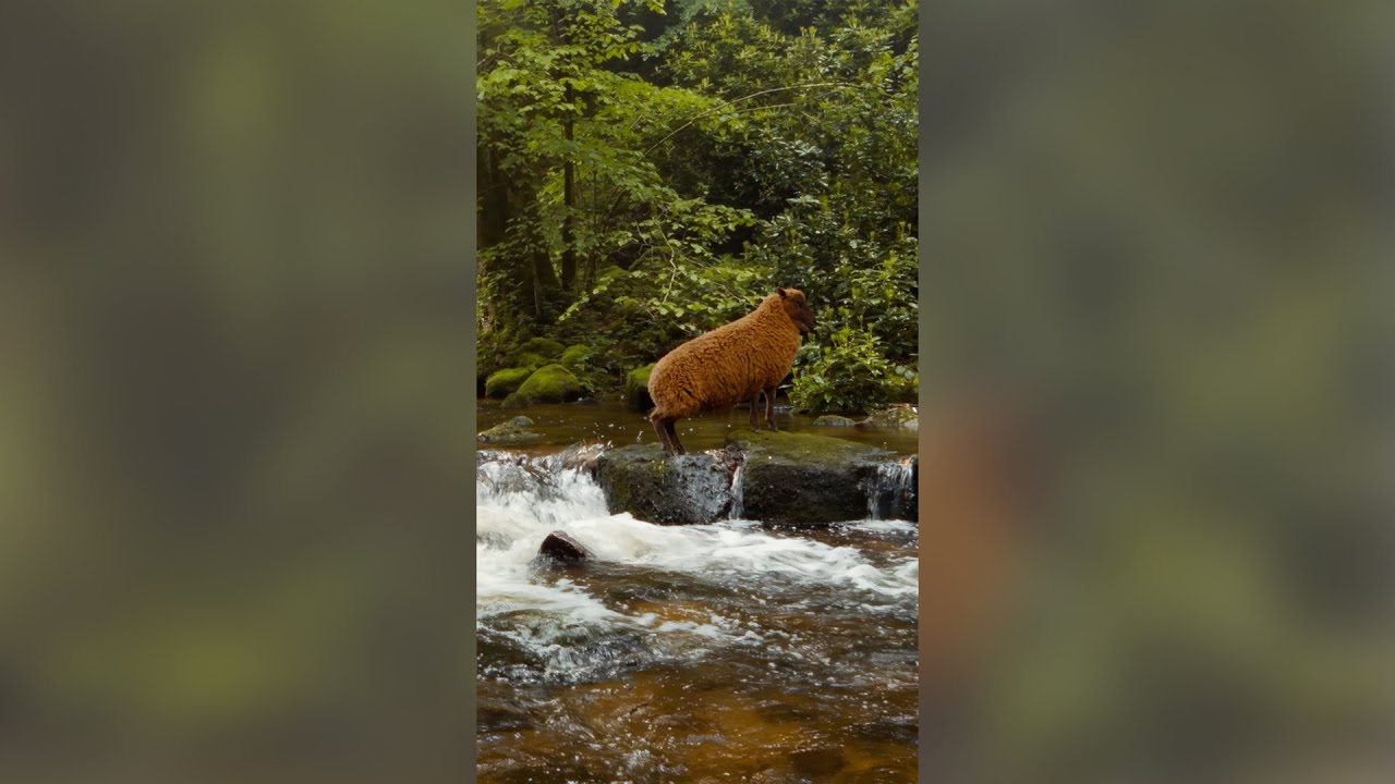 NEW TRAILER for ‘The Sheep Detectives’ (2026)