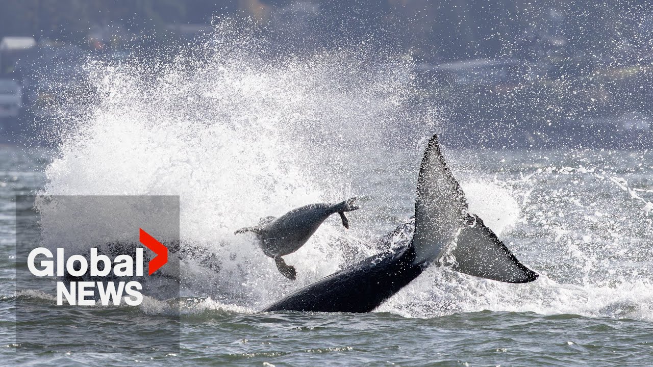 Rare footage shows orcas and dolphins team up to hunt prey off British Columbia coast