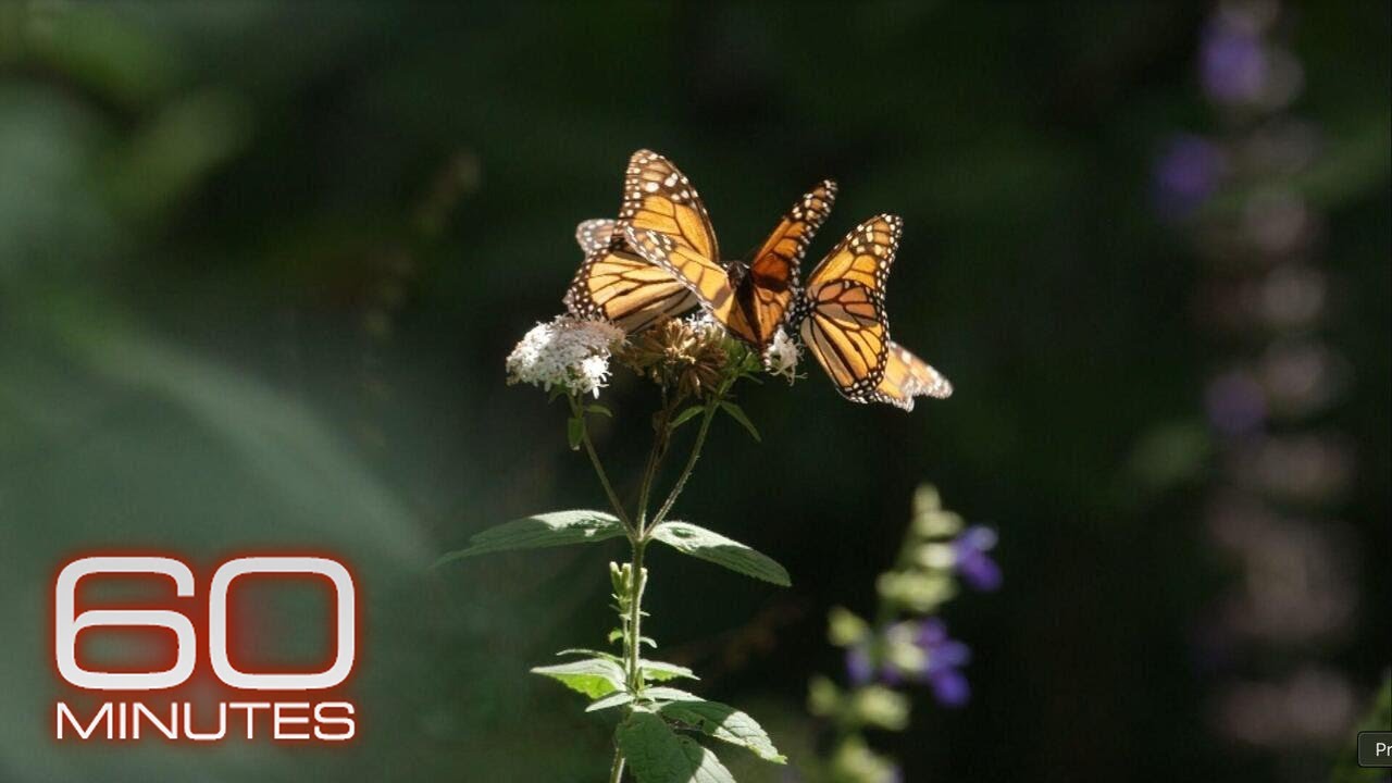 Scientists use radio tags to unlock monarch butterfly migration clues | 60 Minutes