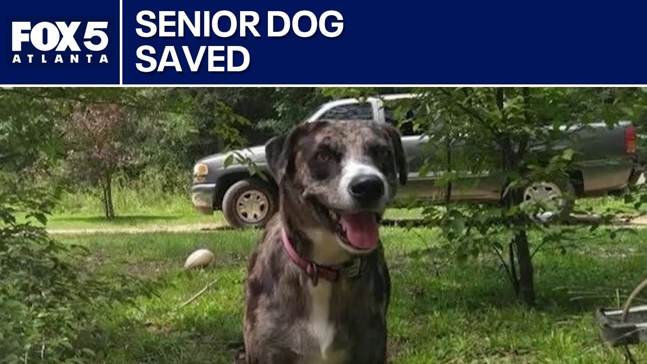 Senior dog rescued with help from firefighters