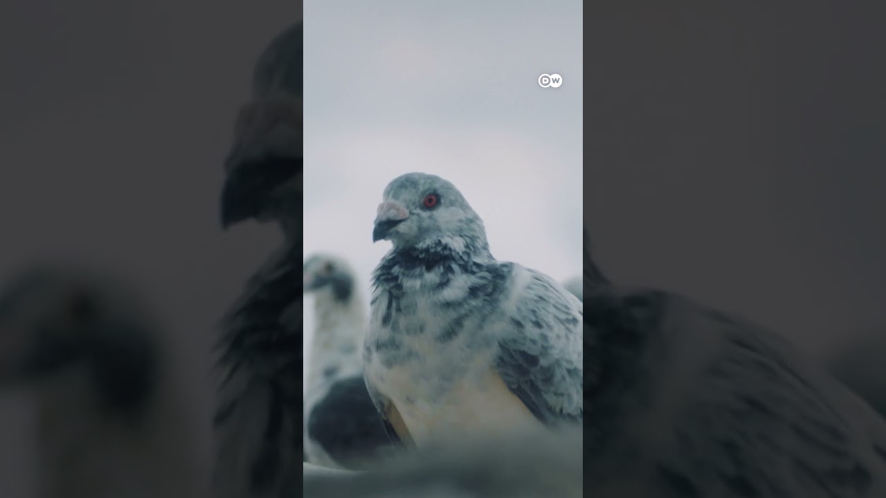 The ancient pigeon game “Kash Hamam” | DW Documentary