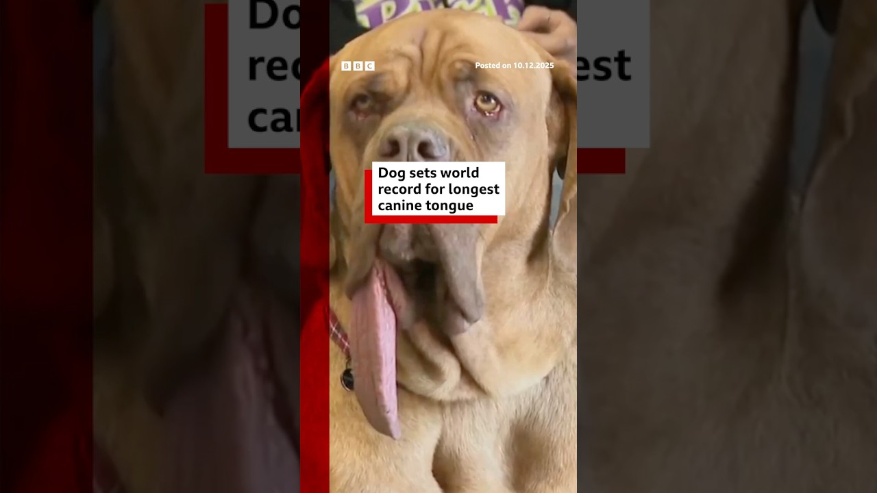 This dog has the world’s longest tongue. #WorldRecord #Dog #BBCNews