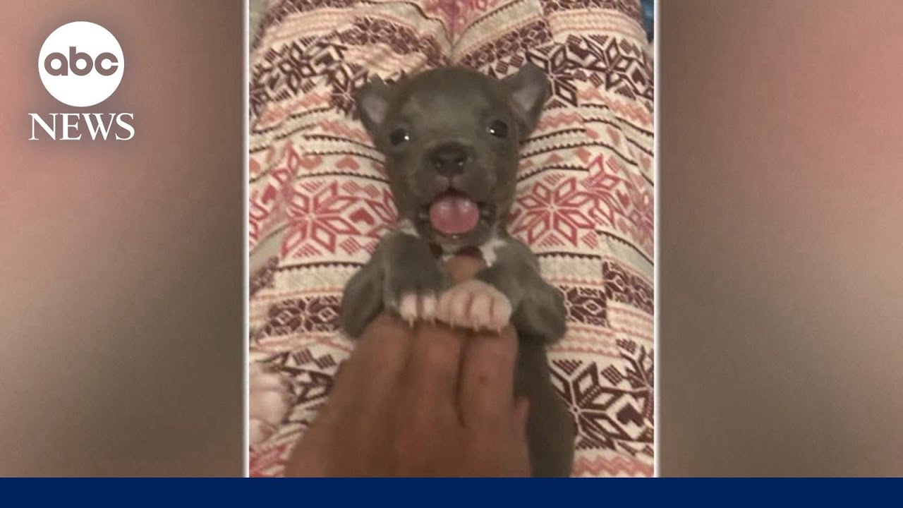 Tiny puppy saved by adoptive doggie mom finds forever home
