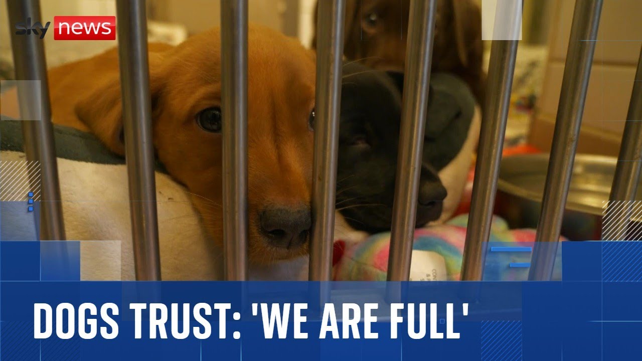 ‘We are full’: Dogs Trust sounds alarm for abandoned pets during the Christmas holidays