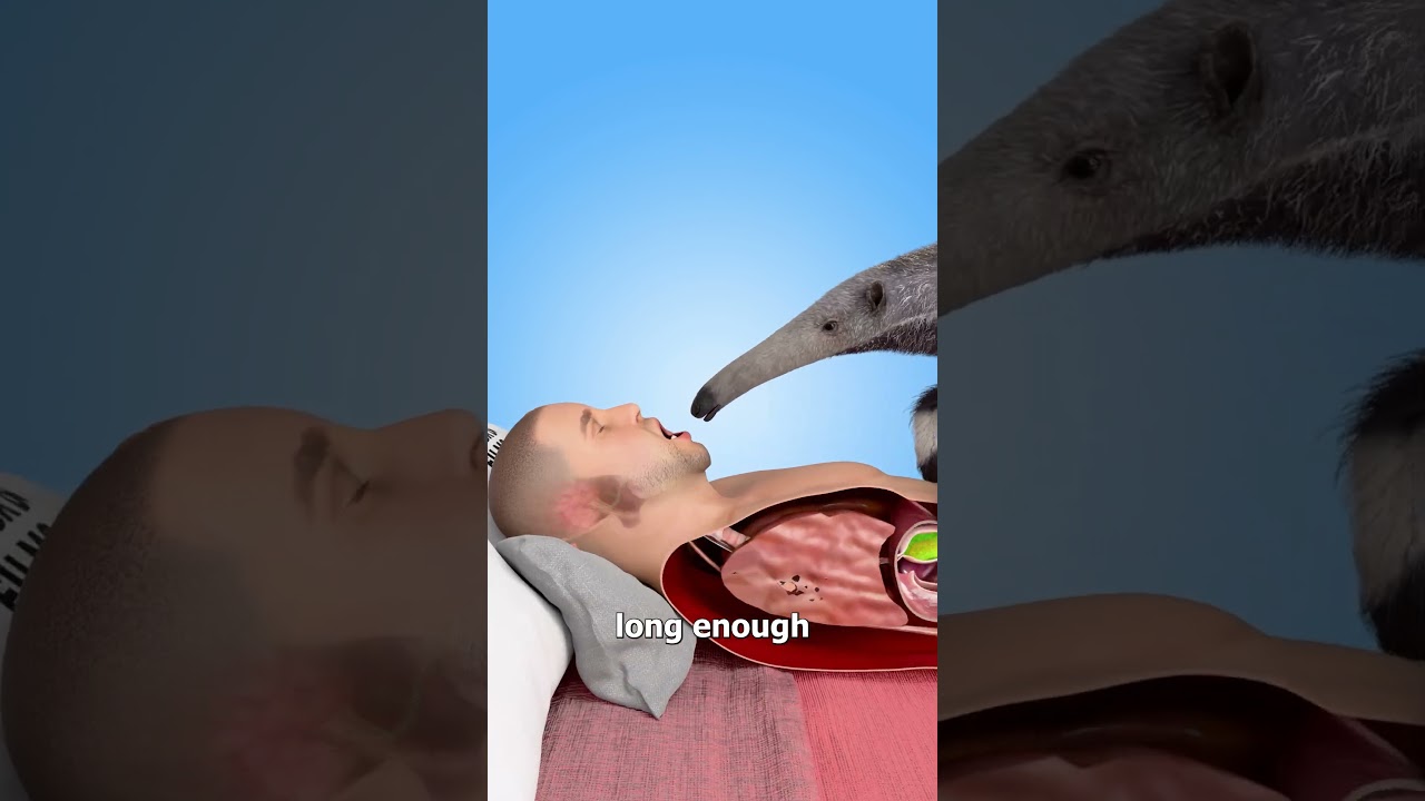 What If An Anteater Licked Into Your Stomach 😨