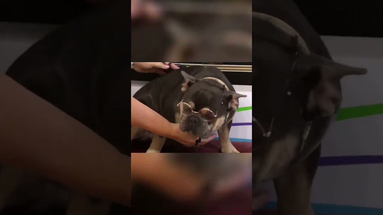 WOOF Eye Chart! | Just For Laughs Gags