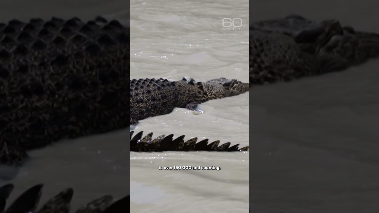 An explosion in crocodile numbers #shorts