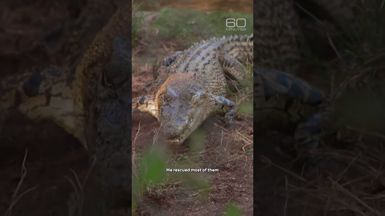 Australian makes the case for crocodiles #shorts