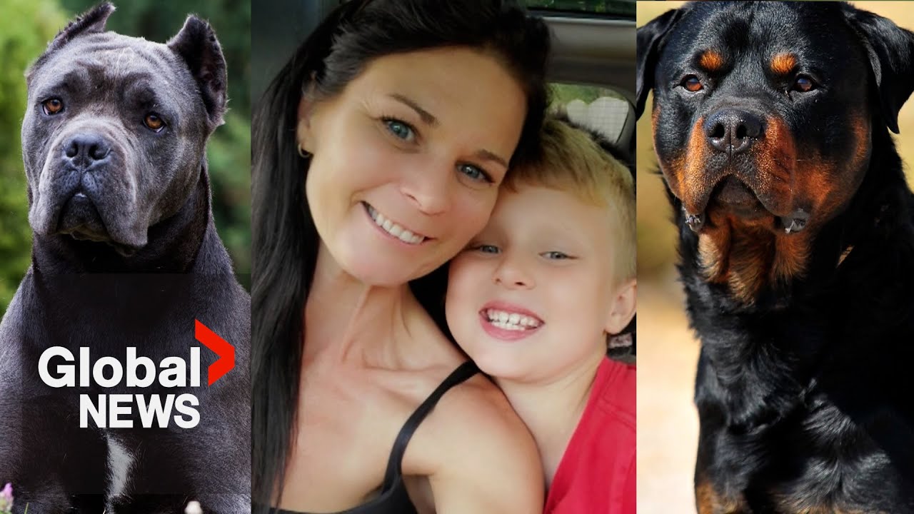 Calls grow for more animal ownership laws after 13-year-old mauled to death by dogs