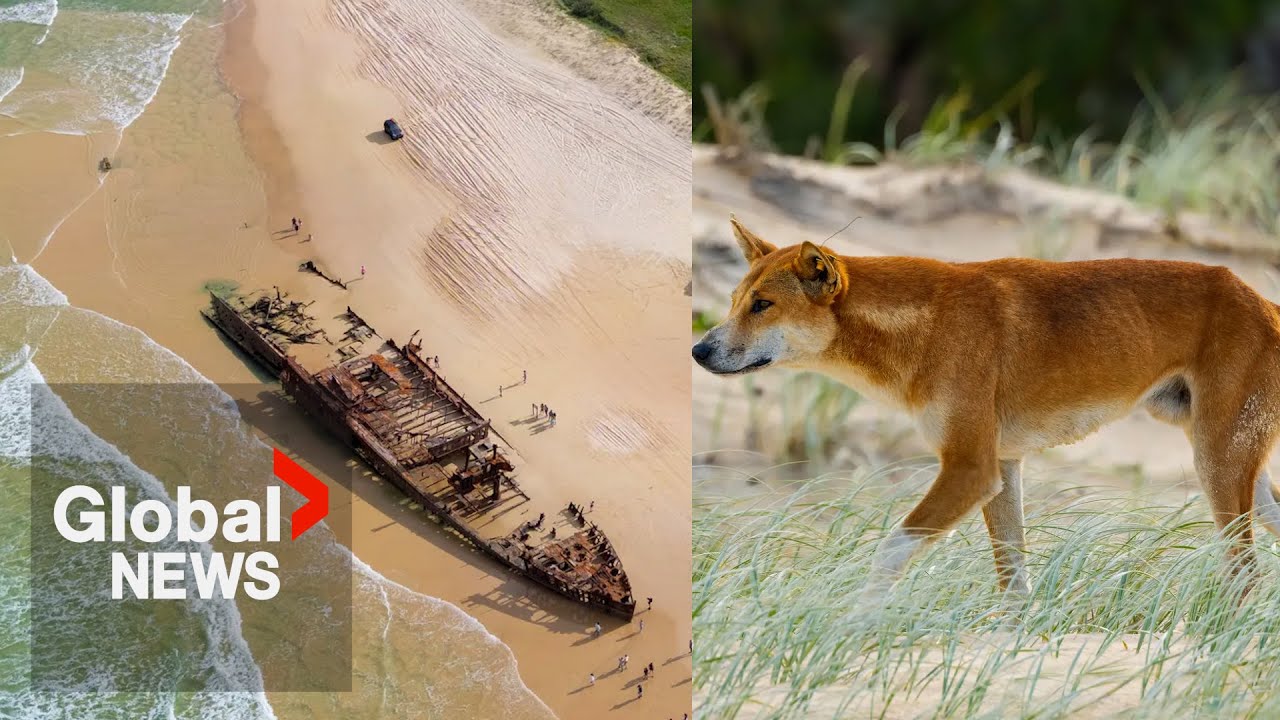 Canadian woman found dead on Australia beach surrounded by dingoes identified
