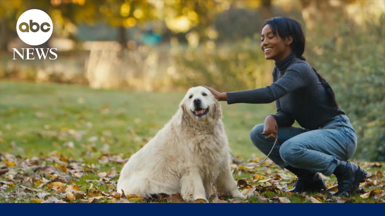 Do pet-friendly policies belong in the workplace?