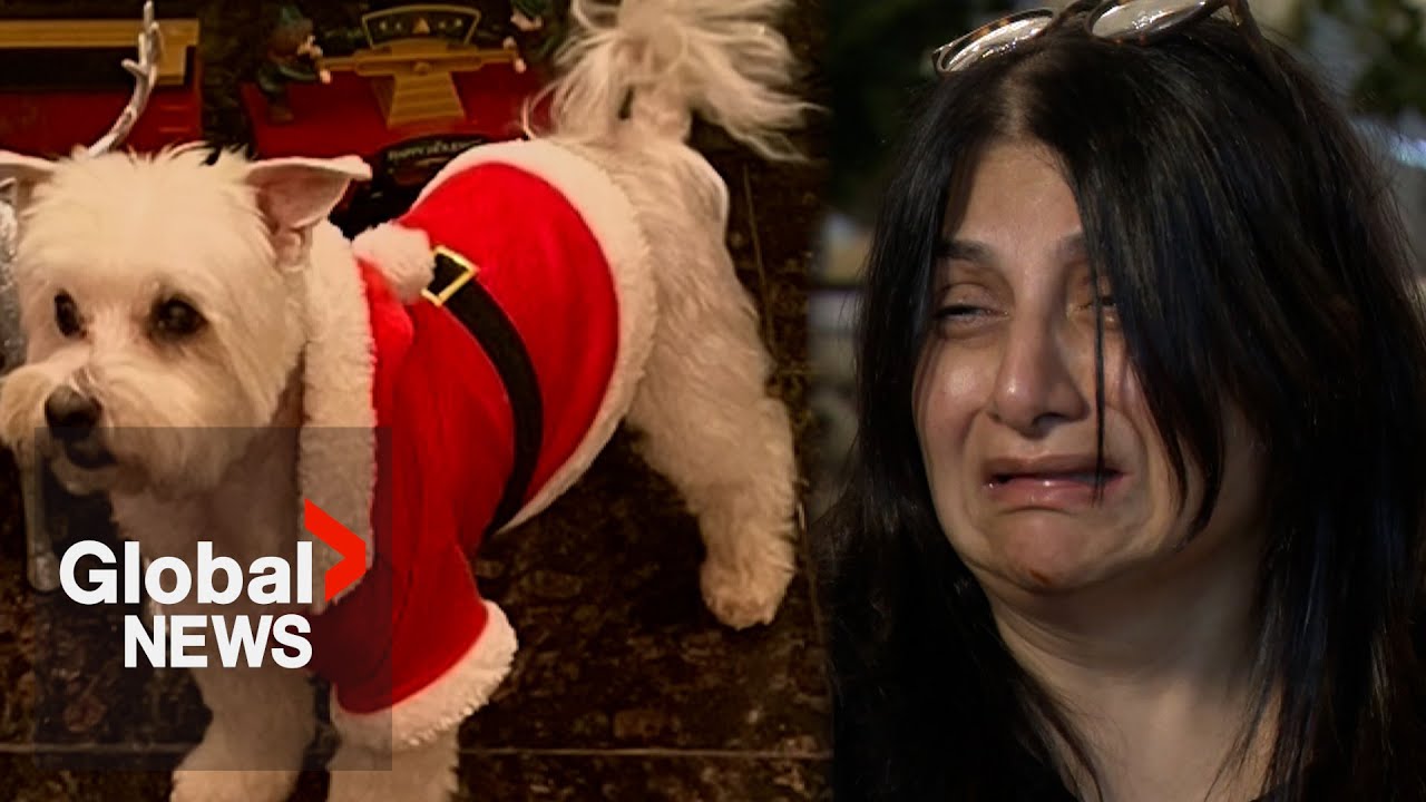 Family says small dog killed, disposed of after attack by neighbour’s dog