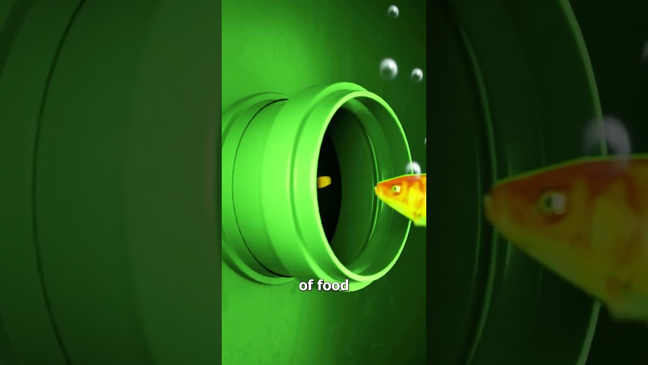 Goldfish Survives 7 Years In A Filtration Tank 😮