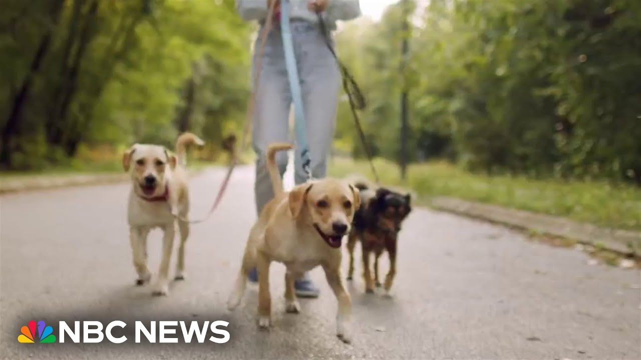 Growing number of Americans prefer pets over kids