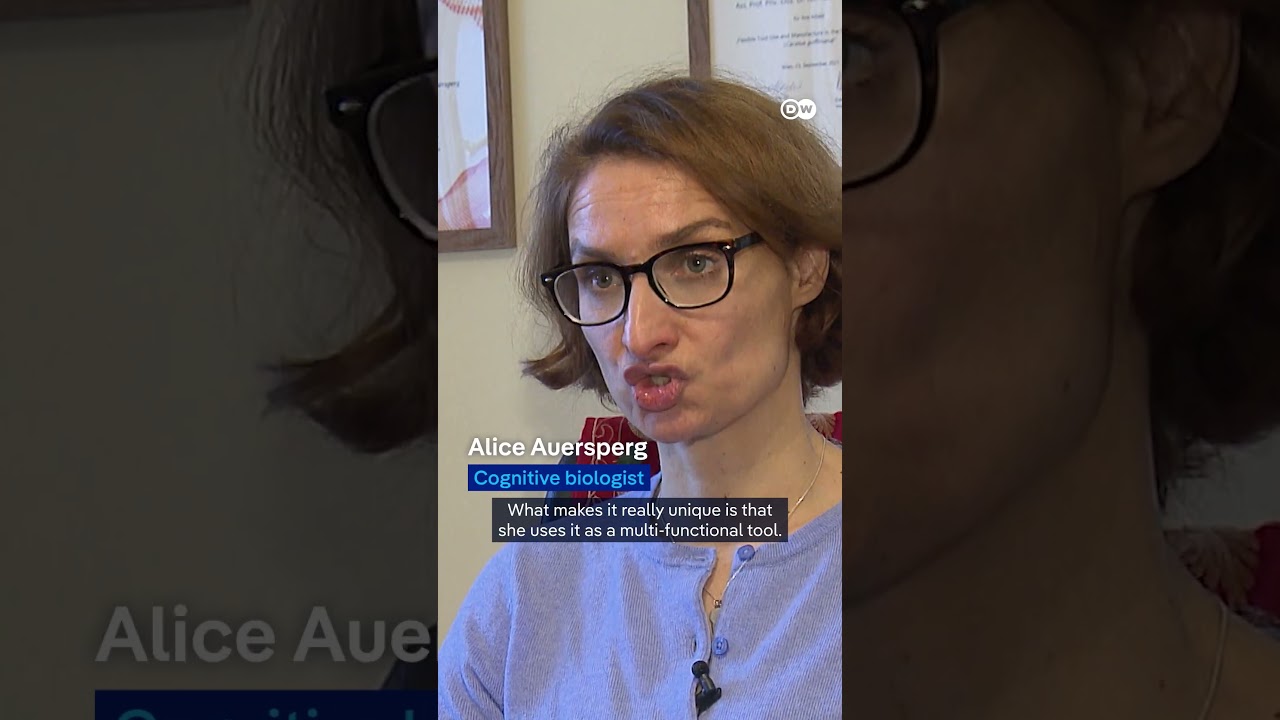 How a butt-scratching cow has sparked interest among scientists | DW News