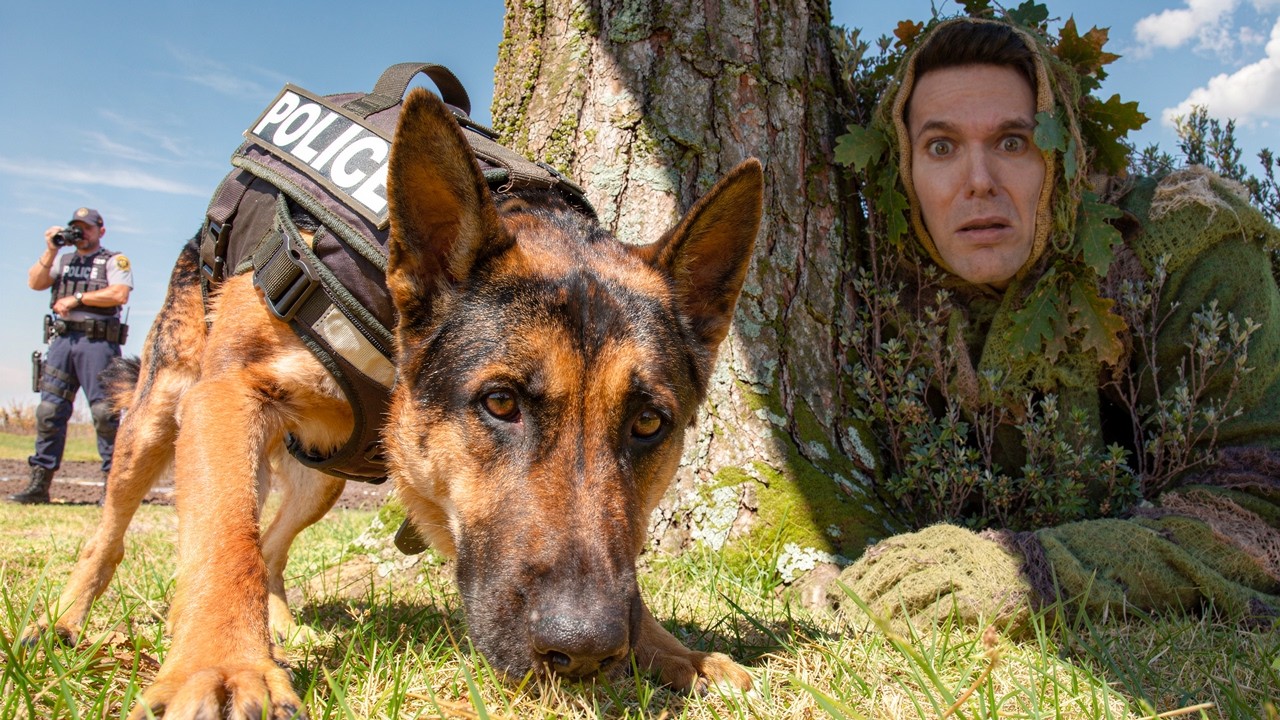 How To Escape A Police Sniffing Dog