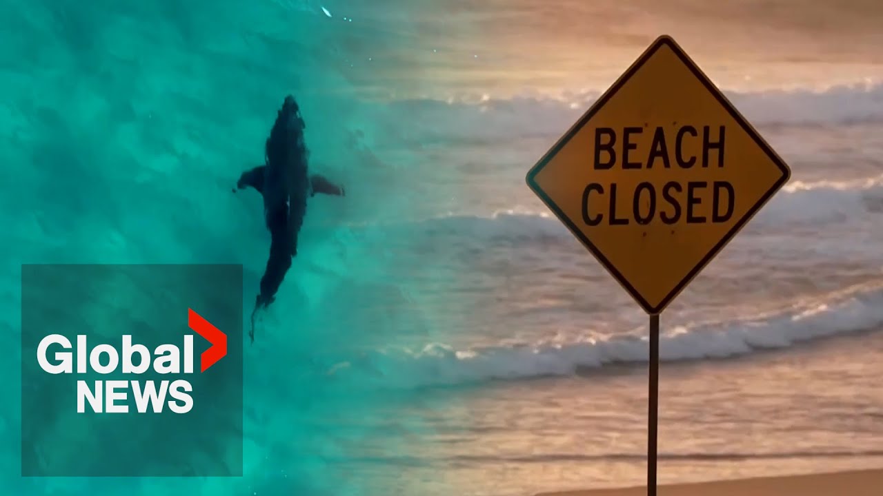 “I’ll be staying out of the water”: Australian locals avoid water after 4 shark attacks in 2 days