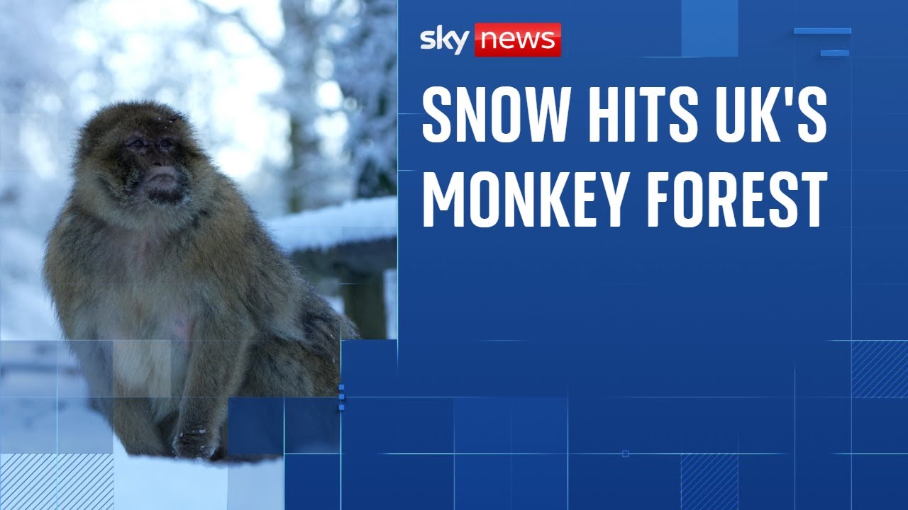 Rare Barbary macaques enjoy wintry weather as snow hits UK