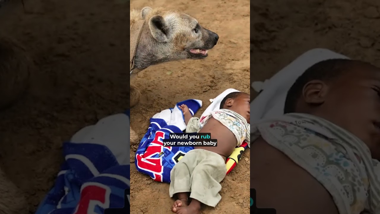 Rubbing Newborn Babies on Hyenas in Africa.