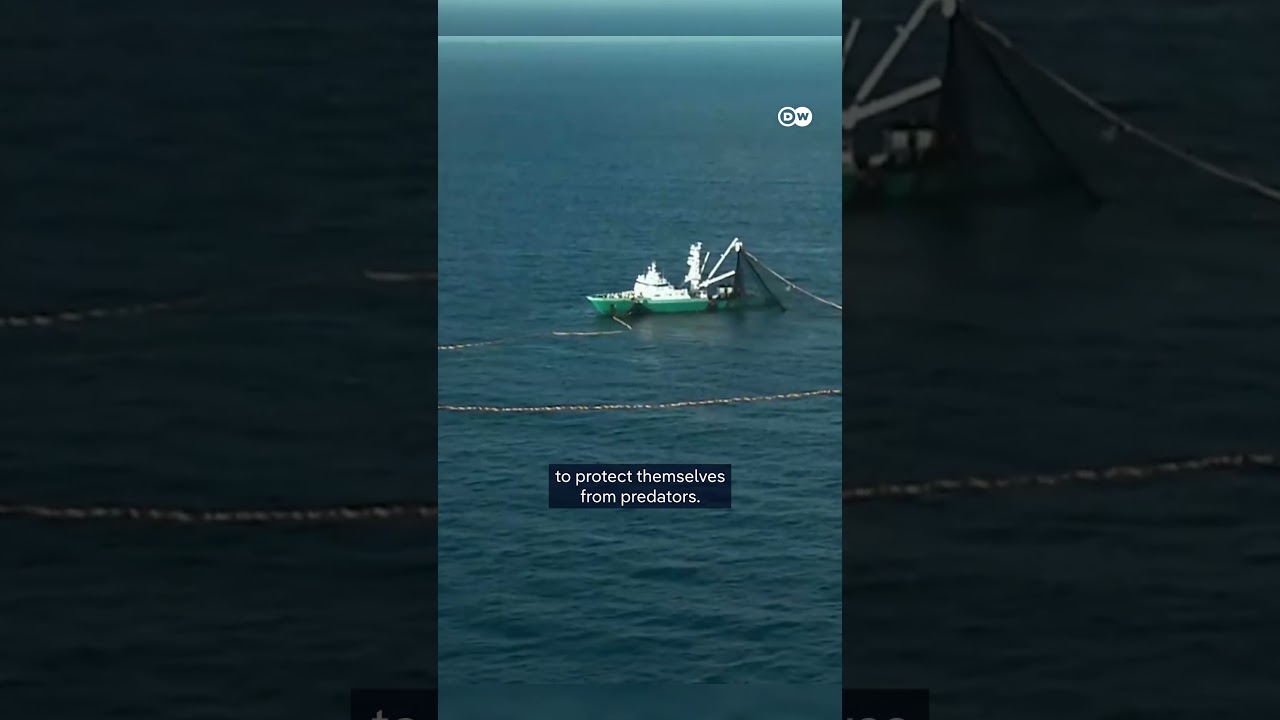 The impact of industrial fishing in the Azores | DW Documentary