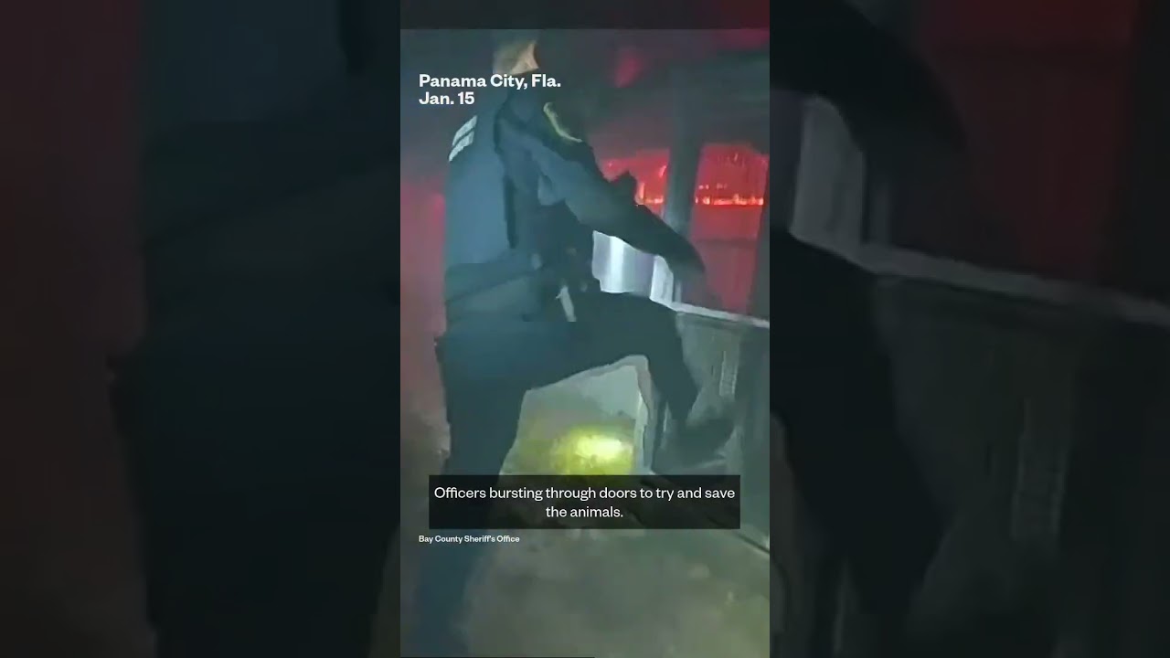 Video shows Florida officers responding to zoo fire