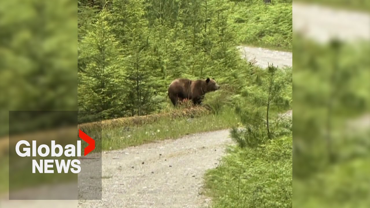 2 people fined $3,000 each in killing of grizzly bear on BC island last year