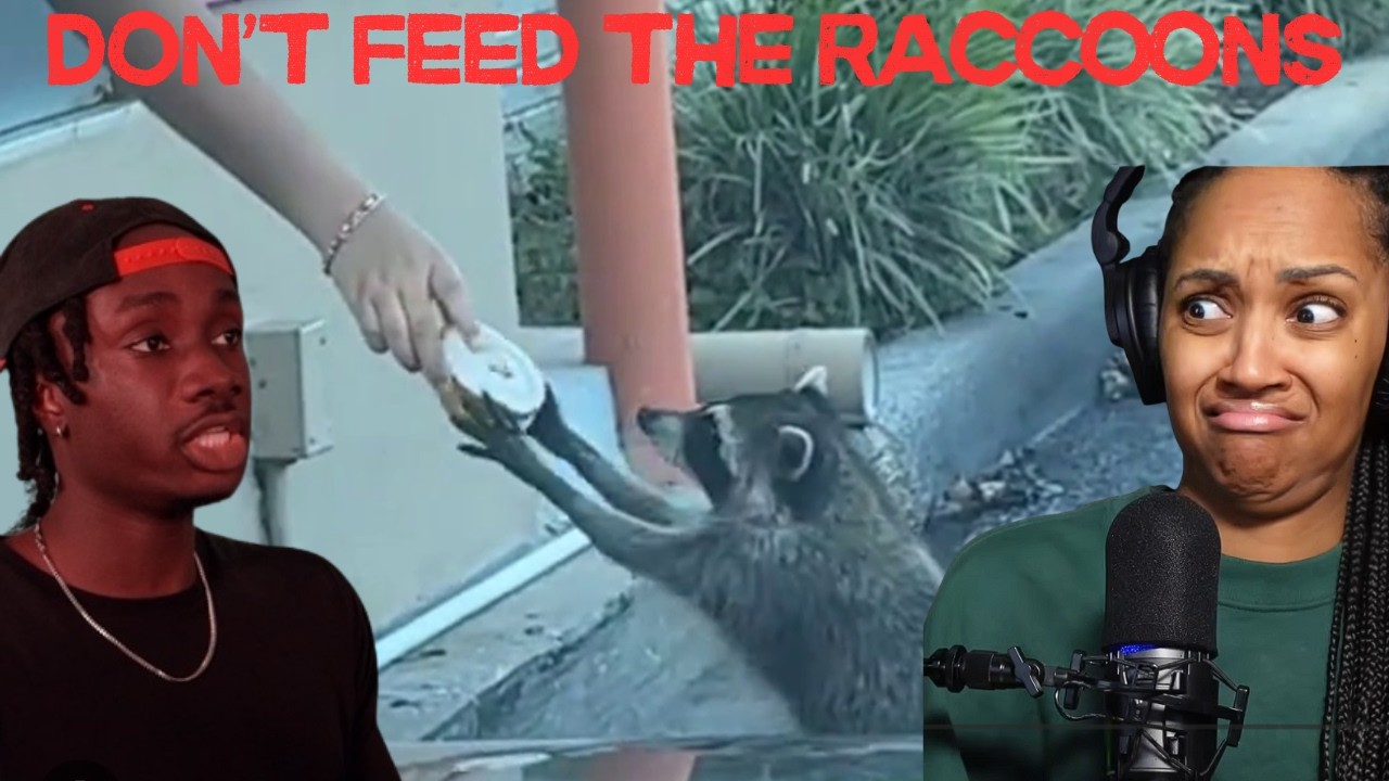 BrittReacts to Why Raccoons Are Dangerously Close to Being Domesticated | CASUAL GEOGRAPHICS