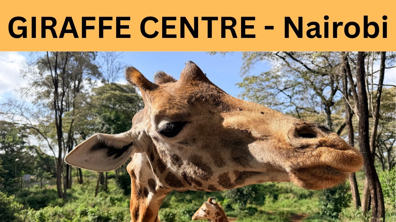 Giraffe Centre Nairobi: A fun and informative visit!