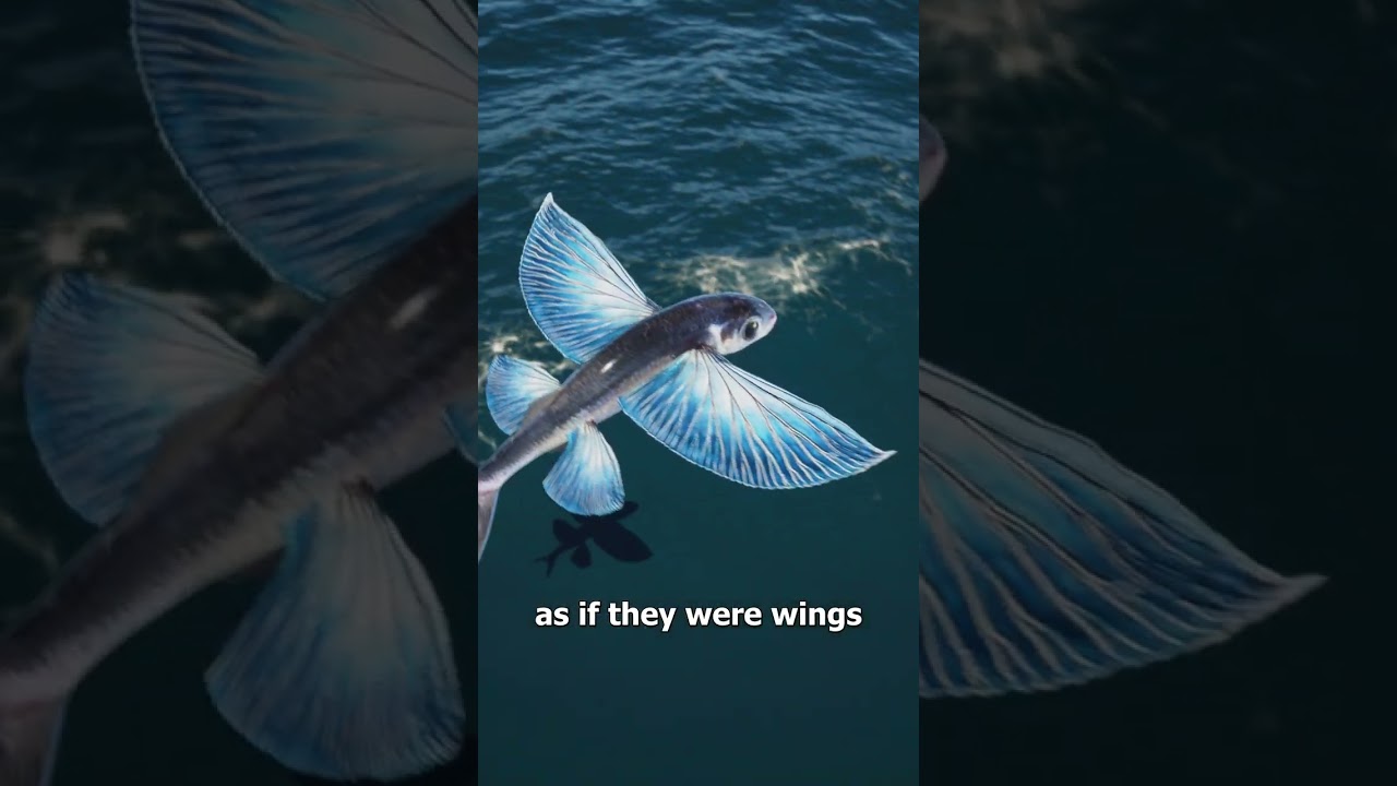 How Do Flying Fish Actually Fly 😮