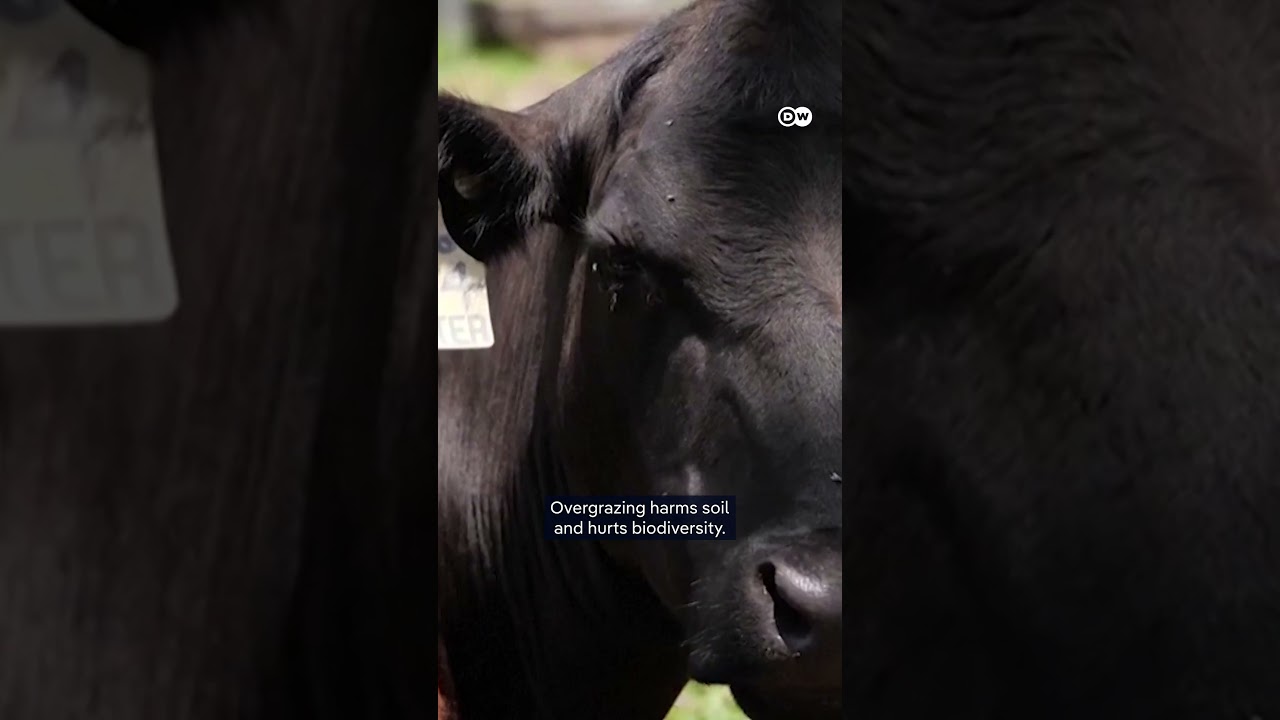 How robots will change farming | DW News