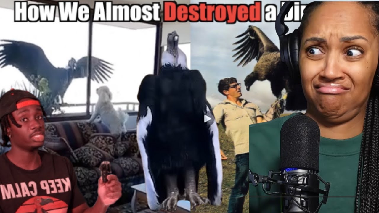 HUMAN SIZED VULTURES?! | CASUAL GEOGRAPHICS | BRITTREACTS