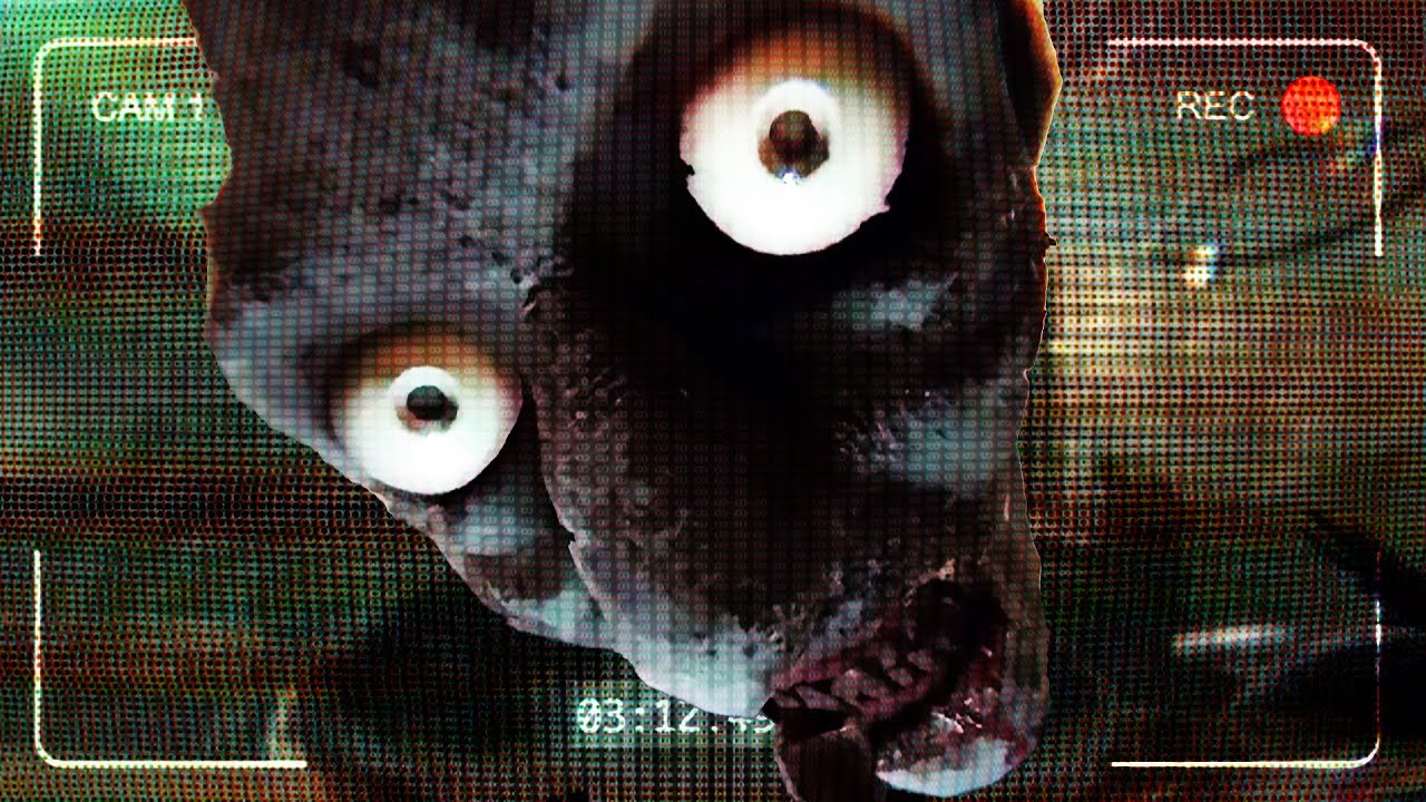 I’m on Observation Duty: LIVE