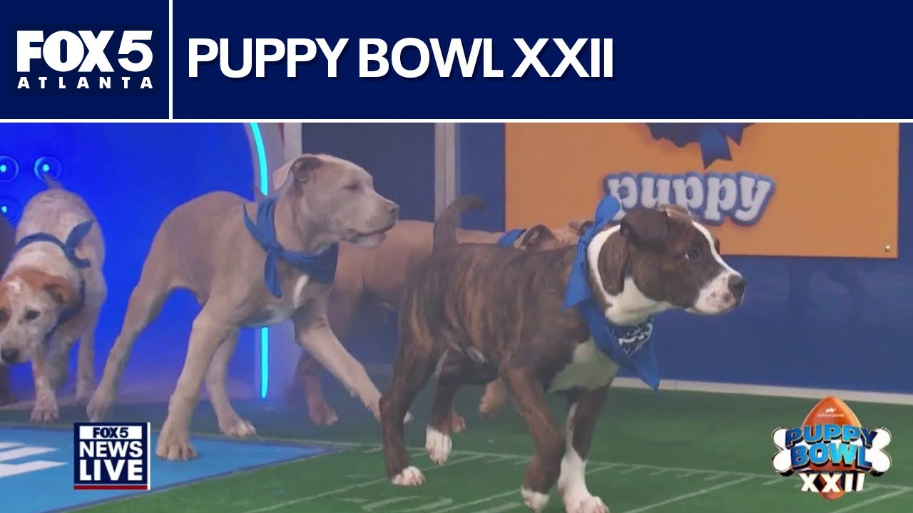 Puppy bowl XXII: 150 adoptable pups hit the gridiron | FOX 5 News