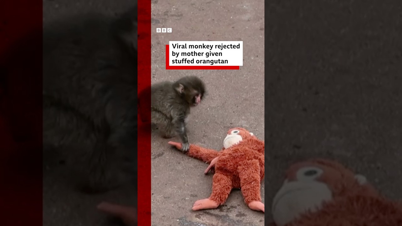 Viral monkey rejected by mother given stuffed orangutan. #BBCNews