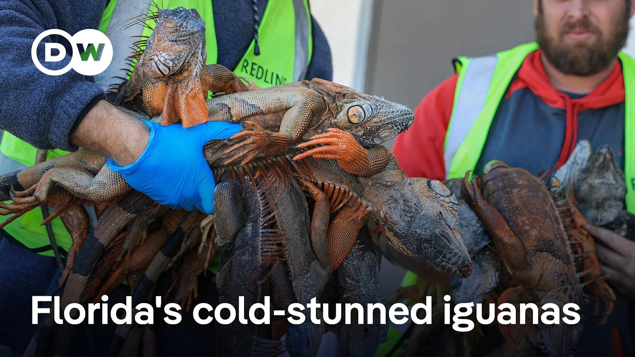 Why Floridians are happy about freezing iguanas falling from trees | DW News